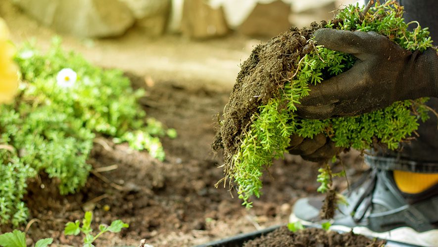 Primex Garden Center-Pennsylvania-How To Prepare Your Garden Soil For Next Year-sedum groundcover