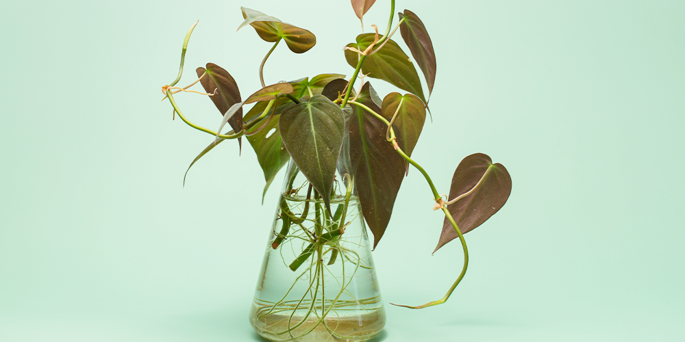 Primex Garden Center-Pennsylvania- philodendron propagation