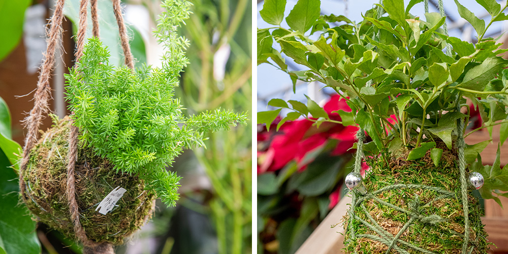 Primex Garden Center-Pennsylvania-DIY Holiday Kokedama- examples of kokedama balls