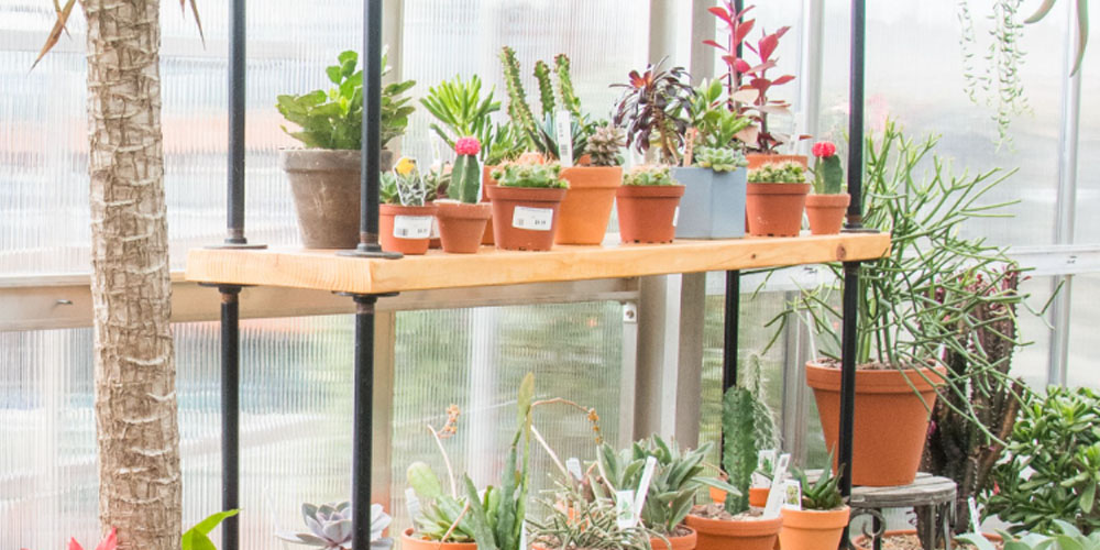 Primex Garden Center-Pennsylvania-Winter Houseplant Care Guide-sunny windowsil with plants