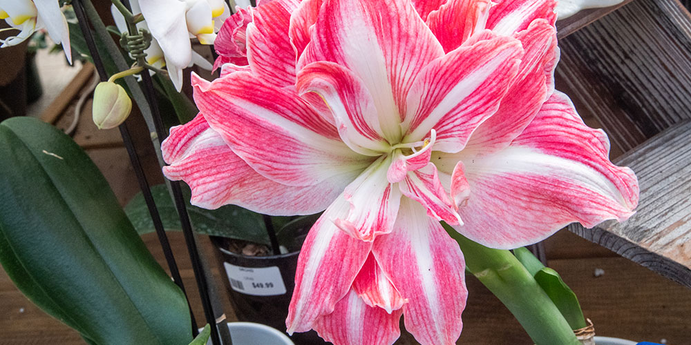 Primex Garden Center-Pennsylvania-Guide to Safe and Unsafe Holiday Houseplants-amaryllis