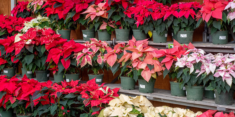 Primex Garden Center-Pennsylvania-Guide to Safe and Unsafe Holiday Houseplants-assorted poinsettias