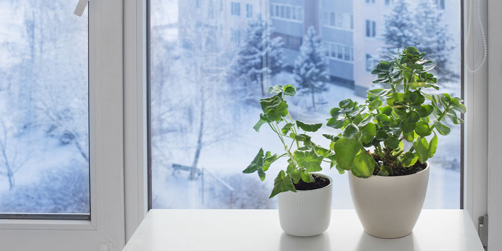 Primex Garden Center-Pennsylvania-How Growing Houseplants Supports Mental Health-winter season