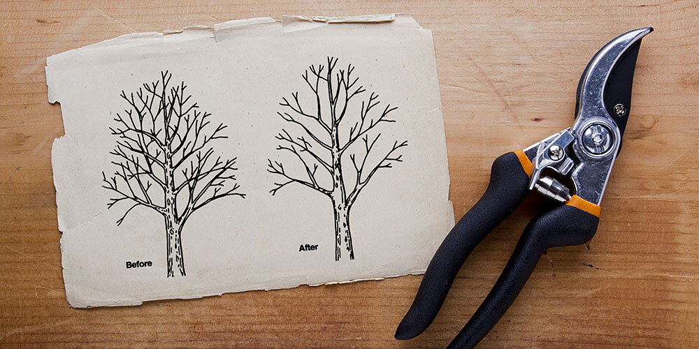 Primex Garden Center-Pennsylvania-Spring Pruning Basics for Ornamental Trees and Shrubs-pruning diagram