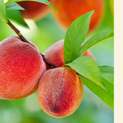 Primex Garden Center-Pennsylvania-The Best Fruit Trees to Grow in Pennsylvania-a peach tree