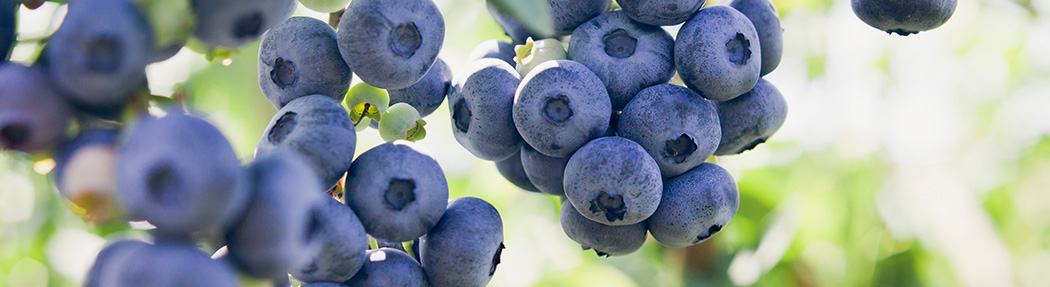 Primex Garden Center-Pennsylvania-The Best Fruit Trees to Grow in Pennsylvania-blueberries
