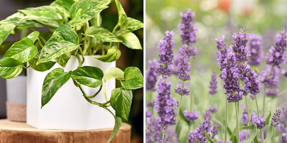 Primex Garden Center-Glenside-pothos and lavender plants