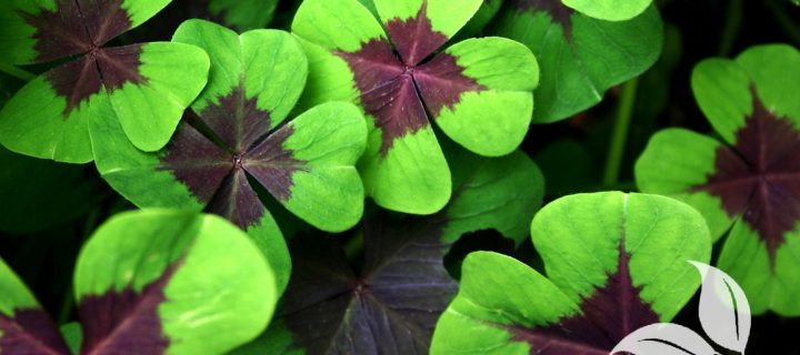 “Lucky Charm” Houseplants for St. Patrick’s Day