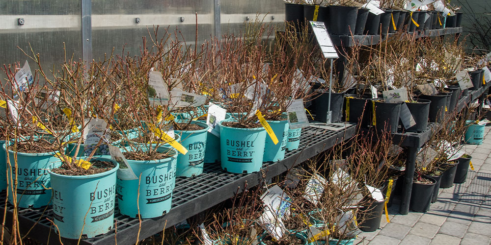 Primex Garden Center-Pennsylvania-Pruning for Production-Spring Berry Pruning-berry shrubs for sale