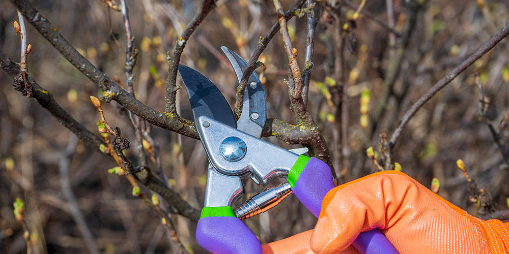 Primex Garden Center-Pennsylvania-Pruning for Production-Spring Berry Pruning-pruning a berry shrub
