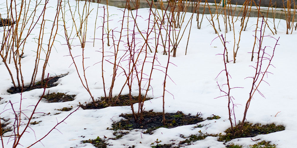 Primex Garden Center-Pennsylvania-Pruning for Production-Spring Berry Pruning-raspberry canes in snow
