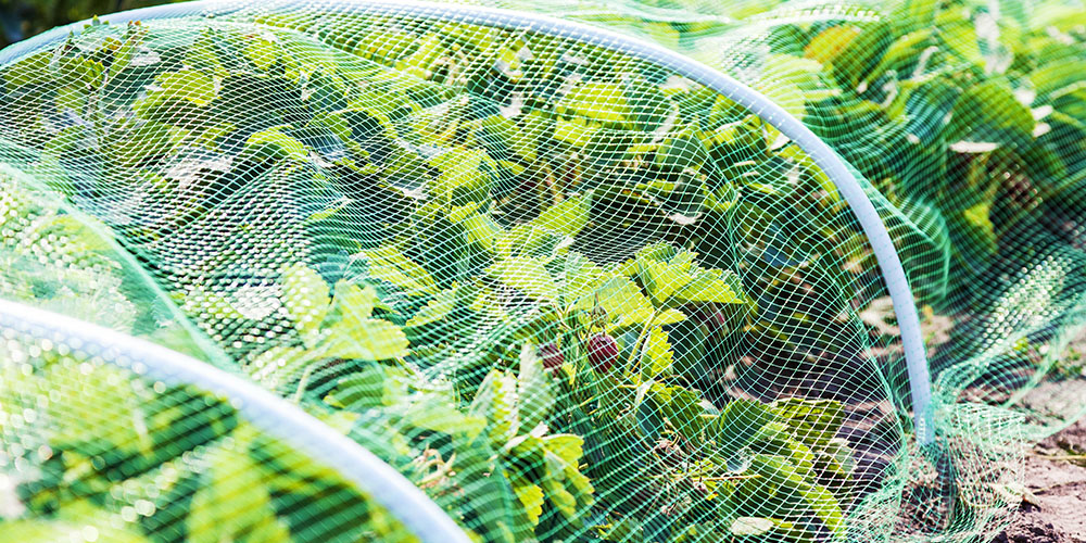 Primex Garden Center-Pennsylvania-Transitioning Seeds Outdoors-rodent proof garden