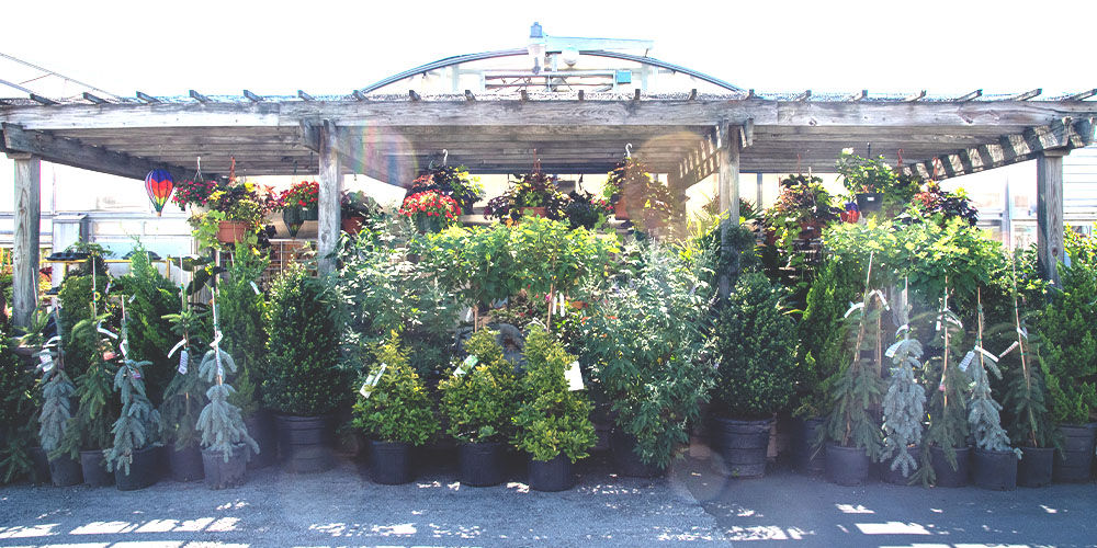 Primex Garden Center-Pennsylvania-Why Trees Are More Important Than You Think-assorted tree varieties