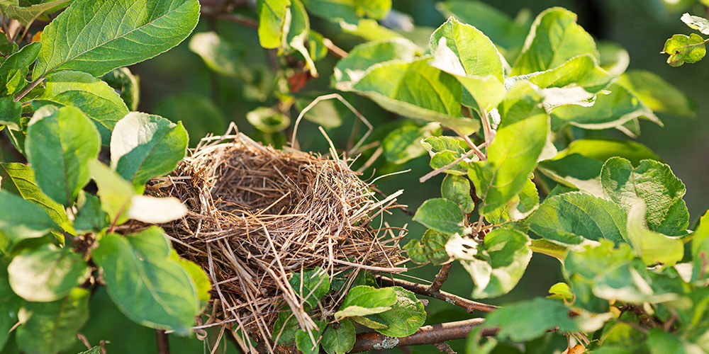 Primex Garden Center-Pennsylvania-Why Trees Are More Important Than You Think-bird nest in tree