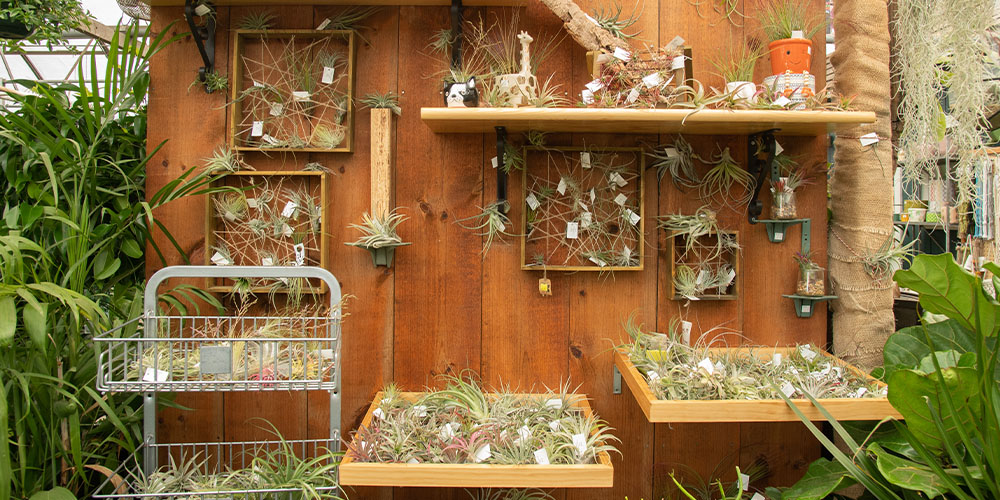 Primex Garden Center-Pennsylvania-How to Grow and Care for Air Plants-air plants for sale