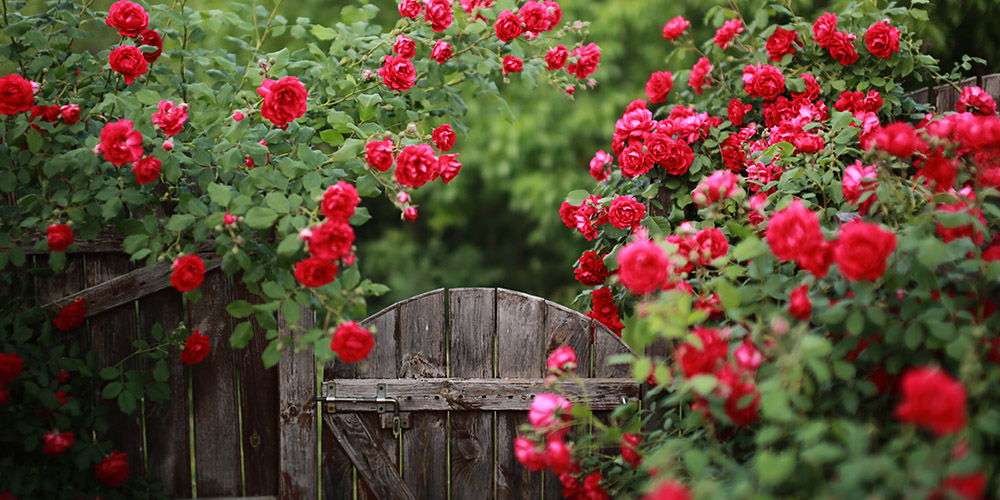 Primex Garden Center-Pennsylvania-Most Popular Rose Varieties for Pennsylvania-climbing roses