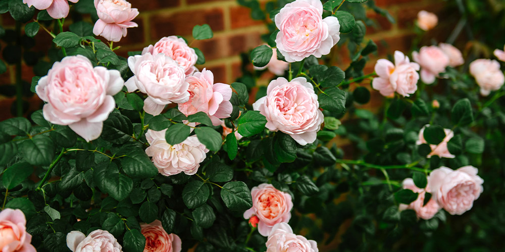 Primex Garden Center-Pennsylvania-Most Popular Rose Varieties for Pennsylvania-david austin roses