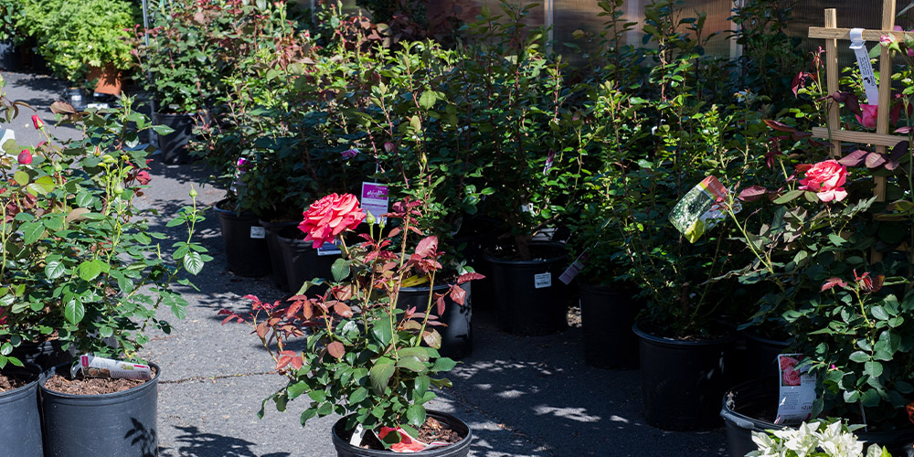 Primex Garden Center-Pennsylvania-Most Popular Rose Varieties for Pennsylvania-roses in nursery