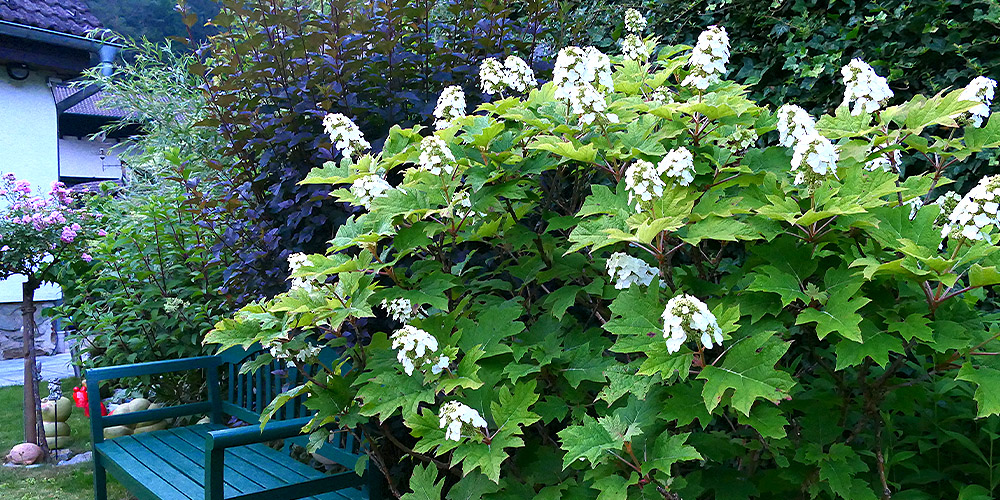 Primex Garden Center-Pennsylvania-How to Select the Perfect Hydrangea-oakleaf hydrangea