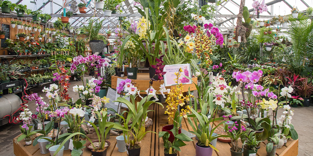 Primex Garden Center-Pennsylvania-Sweet-Scented Houseplants for Pennsylvania-colorful orchids