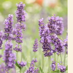 Primex Garden Center-Pennsylvania-Sweet-Scented Houseplants for Pennsylvania-lavender