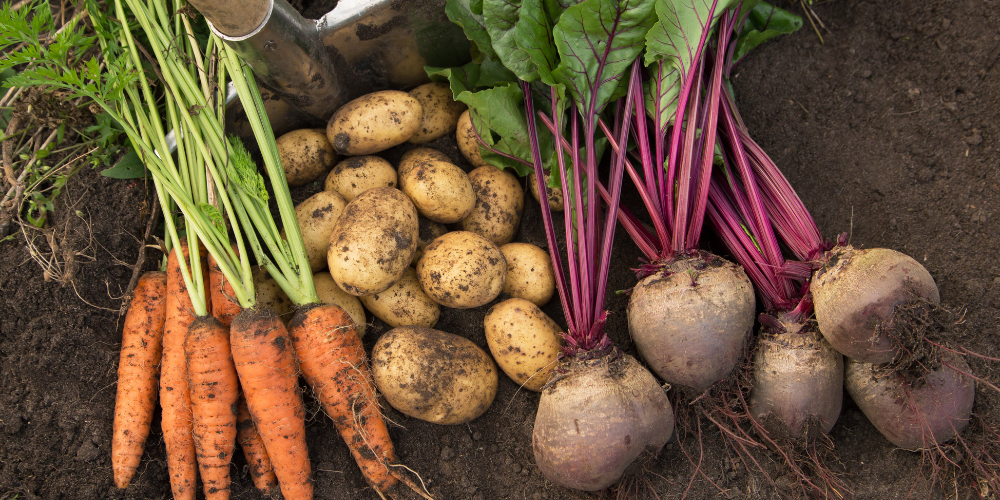 Primex Garden Center-Glenside-Pennsylvania-Antioxidant Rich Fruits and Veggies-root vegetables