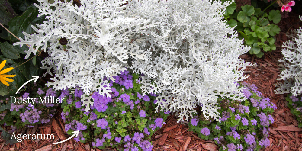 Primex Garden Center-Glenside-Pennsylvania-Keep Deer Out of Garden-ageratum and dusty miller