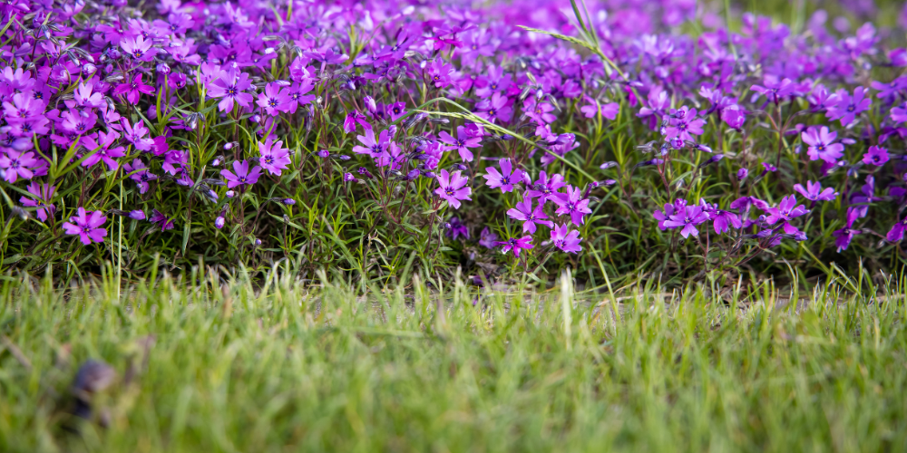 Primex Garden Center-Glenside-Pennsylvania-Lawn Alternatives-grass and phlox