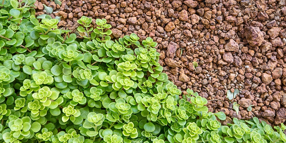 Primex Garden Center-Glenside-Pennsylvania-Lawn Alternatives-sedum groundcover