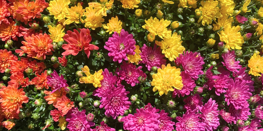 Primex Garden Center-Glenside-Pennsylvania-Transitioning Your Summer Planters to Fall-colorful chrysanthemums