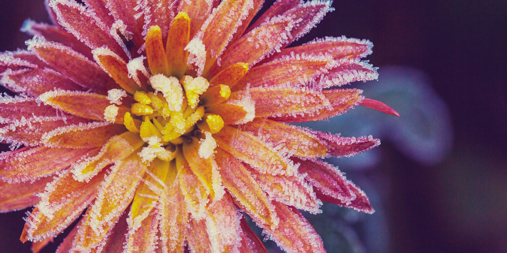 Primex Garden Center-Glenside-Pennsylvania-Transitioning Your Summer Planters to Fall-frozen chrysanthemum