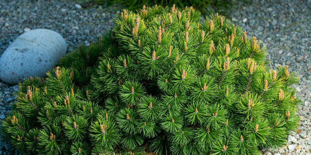 Primex Garden Center-Glenside-Pennsylvania-dwarf mugo pine