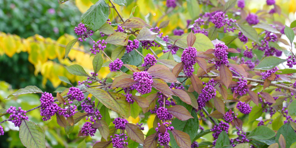 Primex Garden Center-Glenside-Pennsylvania-Fabulous Fall Foliage-beautyberry foliage