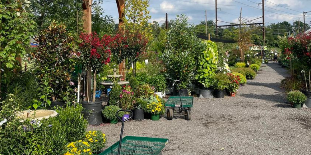 Primex Garden Center-Glenside-Pennsylvania-Fabulous Fall Foliage-trees and shrubs in nursery