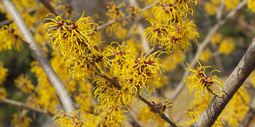 Primex Garden Center-Glenside-Pennsylvania-Fabulous Fall Foliage-witch hazel blooming