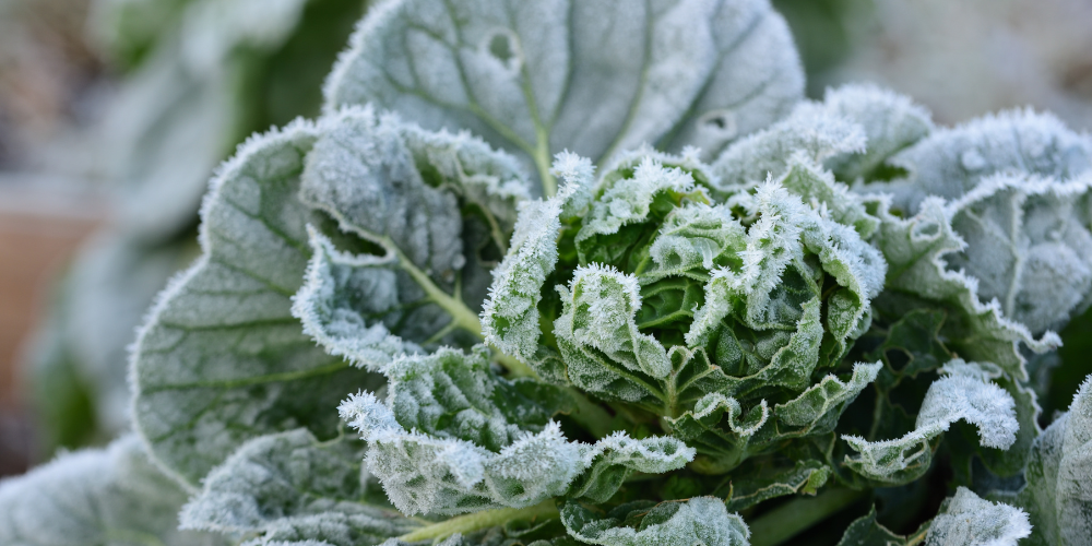 Primex Garden Center-Glenside-Pennsylvania-Prepare Your Garden for the Frost-hoarfrost on lettuce