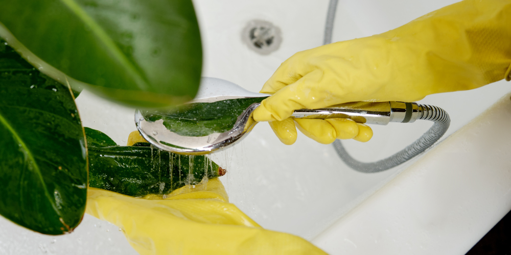 Primex Garden Center-Glenside-Pennsylvania-transitioning houseplants back indoors-cleaning off houseplant