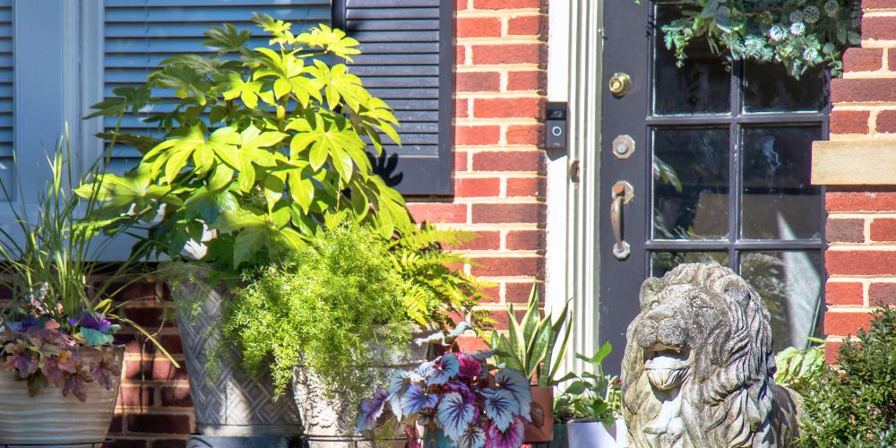 Primex Garden Center-Glenside-Pennsylvania-transitioning houseplants back indoors-houseplants on patio