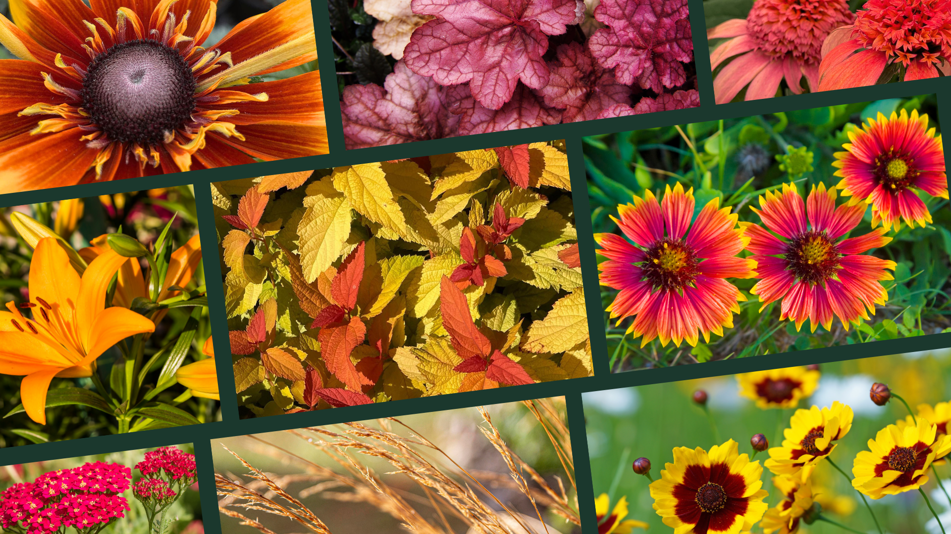 Primex Garden Center-Pennsylvania-Glenside-Fall Color