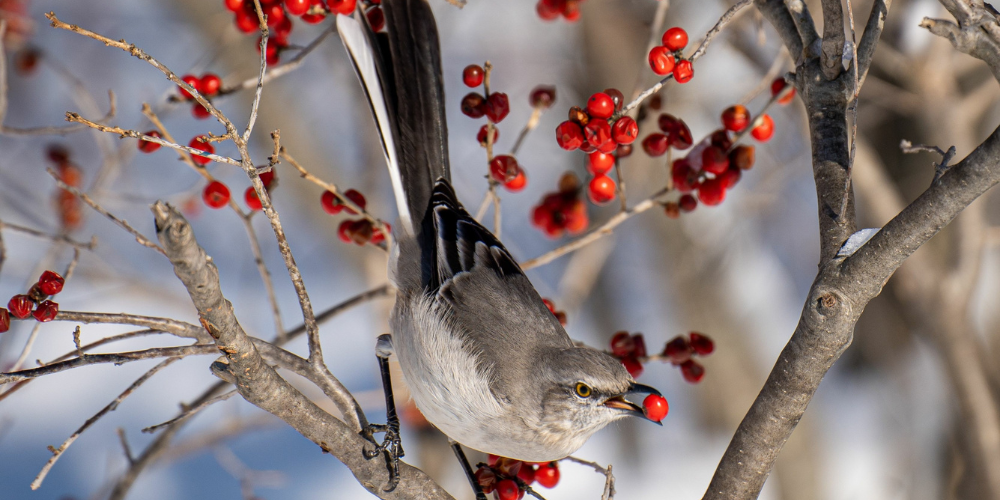 Primex Garden Center-Glenside-Pennsylvania-Making Your Garden Bird-Friendly this Fall-bird eating berries