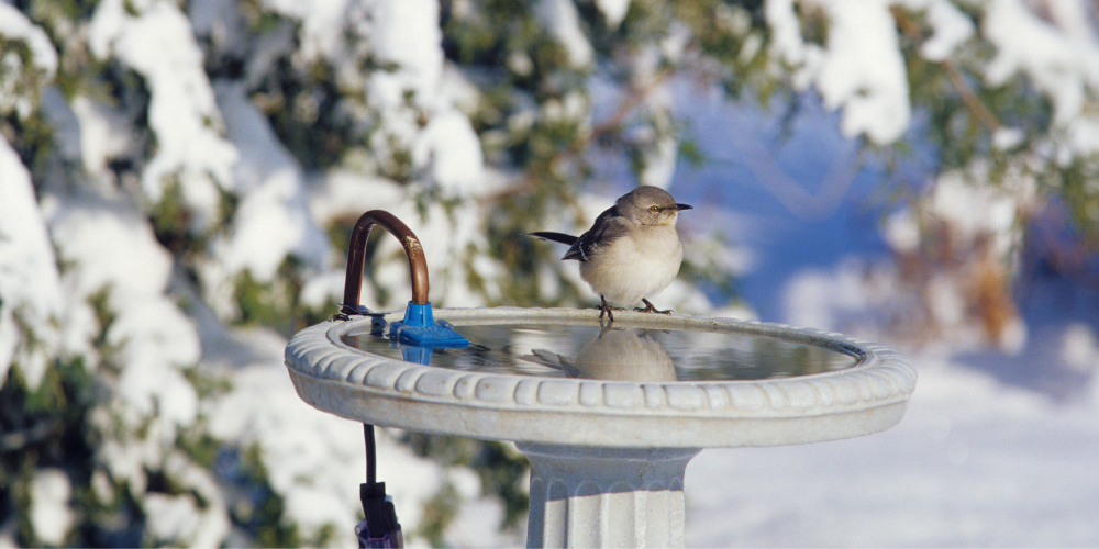 Primex Garden Center-Glenside-Pennsylvania-Making Your Garden Bird-Friendly this Fall-heated bird bath