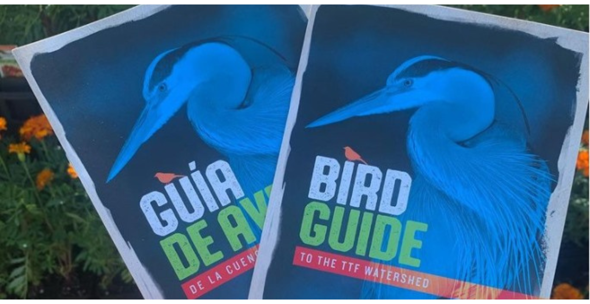 Primex Garden Center-Glenside-Pennsylvania-Making Your Garden Bird-Friendly this Fall-local bird TTF