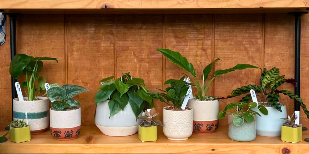 Primex Garden Center-Pennsylvania-Glenside-Houseplant Care for the Winter Season-houseplants on shelf