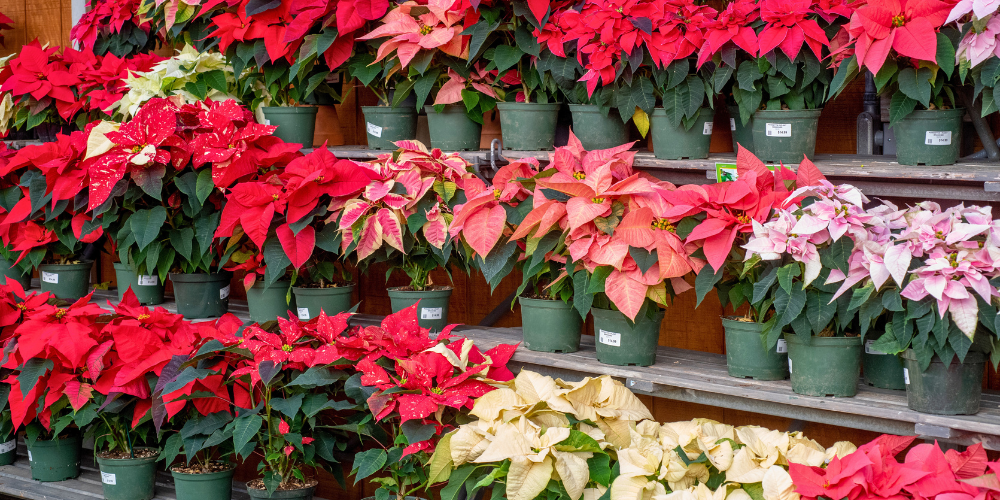Primex Garden Center-Glenside-Pennsylvania-Holiday Plant Care Guide-poinsettias