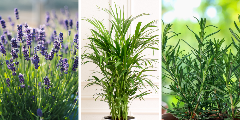 Primex Garden Center-Glenside-Pennsylvania-New Year, New Plants, New You-assorted houseplants