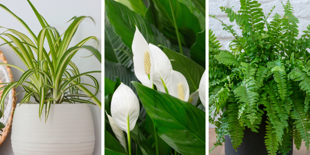 Primex Garden Center-Glenside-Pennsylvania-New Year, New Plants, New You-assorted houseplants