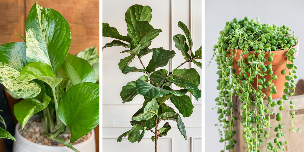 Primex Garden Center-Glenside-Pennsylvania-New Year, New Plants, New You-assorted houseplants