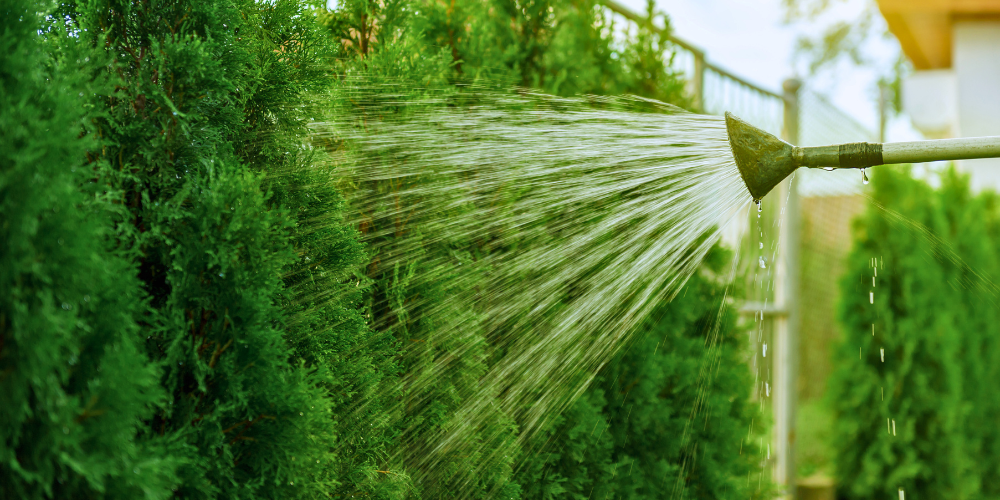 Primex Garden Center-A Winter Garden Checklist for Pennsylvania-watering evergreens