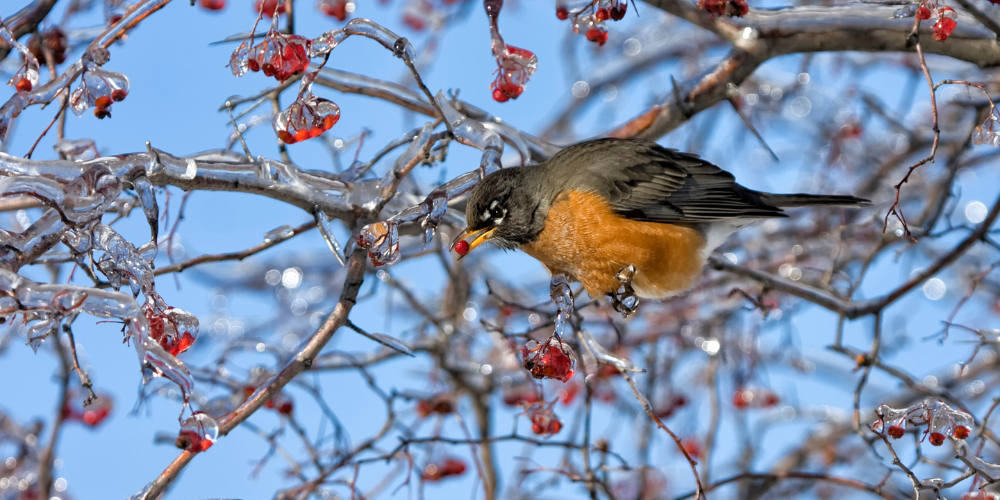 Primex Garden Center-Glenside-Pennsylvania-How to Feed Birds in Winter-bird eating berries