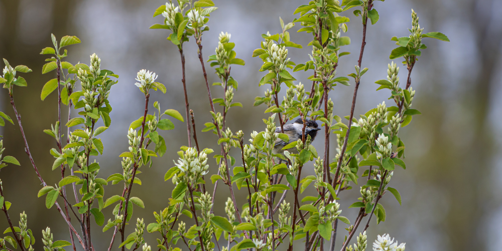 Primex Garden Center-Glenside-Pennsylvania-How to Feed Birds in Winter-bird in flowering shrub